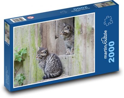 Divoké kočky - mláďata, zoo - Puzzle 2000 dílků, rozměr 90x60 cm