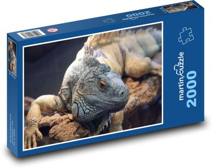 Iguana - lizard, zoo - Puzzle 2000 pieces, size 90x60 cm 
