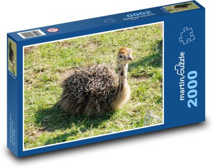 Pštros - farma, mláďa - Puzzle 2000 dielikov, rozmer 90x60 cm 