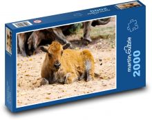 Byvol - divoké zviera, teľa Puzzle 2000 dielikov - 90 x 60 cm