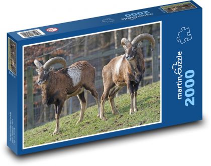 Mufflon - Wiederkäuer, Tier - Puzzle - 2000 Teile