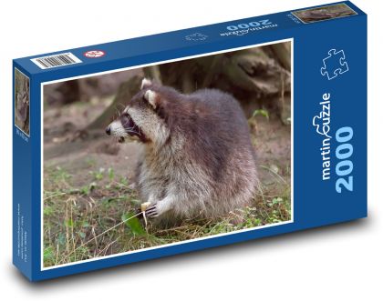 Raccoon - animal, Alaska - Puzzle 2000 pieces, size 90x60 cm 