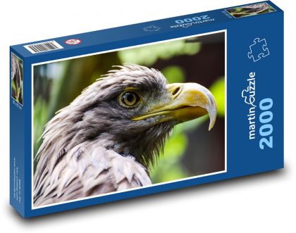 Eagle - bird of prey - Puzzle 2000 pieces, size 90x60 cm 