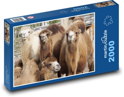 Ťava - zviera, zoo - Puzzle 2000 dielikov, rozmer 90x60 cm 