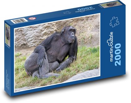 Schimpanse - Säugetier, Tier - Puzzle - 2000 Teile