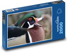 Kachna - pták, zvíře Puzzle 2000 dílků - 90 x 60 cm