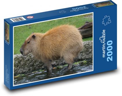 Kapybara - hlodavec, zvíře - Puzzle 2000 dílků, rozměr 90x60 cm