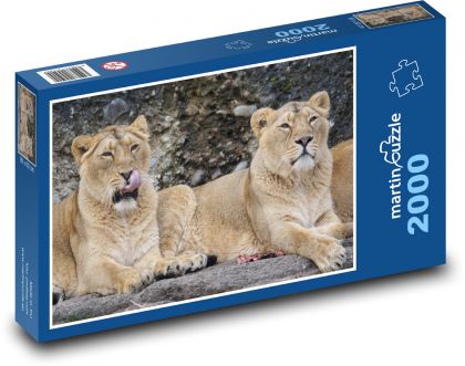 Lion - lioness, predator - Puzzle 2000 pieces, size 90x60 cm 