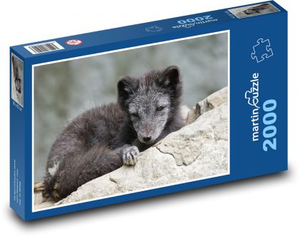 Polarfuchs - Raubtier, Tier - Puzzle - 2000 Teile