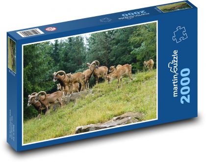 Mufflon - eine Herde von Huftieren - Puzzle - 2000 Teile