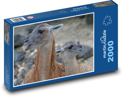 Guanaco - lama, sudokopytník - Puzzle 2000 dílků, rozměr 90x60 cm