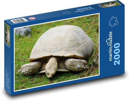 Želva - plaz, zvíře - Puzzle 2000 dílků, rozměr 90x60 cm