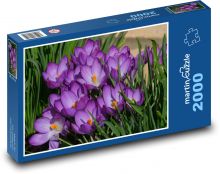Krokus - květina, jaro Puzzle 2000 dílků - 90 x 60 cm