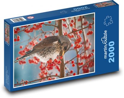 Drozd - pták, bobule - Puzzle 2000 dílků, rozměr 90x60 cm