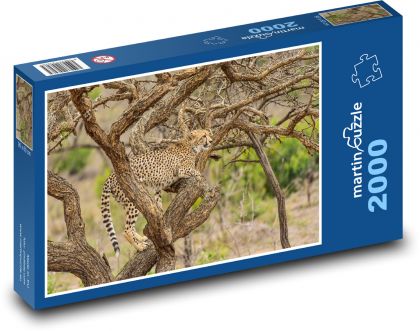 Cheetah - safari, beast - Puzzle 2000 pieces, size 90x60 cm 