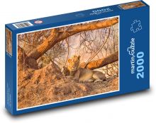 Lew - Afryka, Safari Puzzle 2000 elementów - 90x60 cm