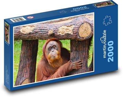 Orangurtan - opice, zvíře - Puzzle 2000 dílků, rozměr 90x60 cm