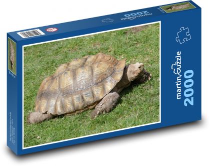 Želva - plaz, zvíře - Puzzle 2000 dílků, rozměr 90x60 cm