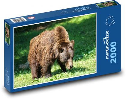 Medveď hnedý - zviera, dravec - Puzzle 2000 dielikov, rozmer 90x60 cm 