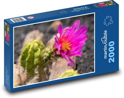 Kaktus - różowy kwiat, soczysty - Puzzle 2000 elementów, rozmiar 90x60 cm