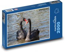 Čierna labuť - vták, rybník Puzzle 2000 dielikov - 90 x 60 cm