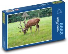 Jeleń - park, łąka Puzzle 2000 elementów - 90x60 cm