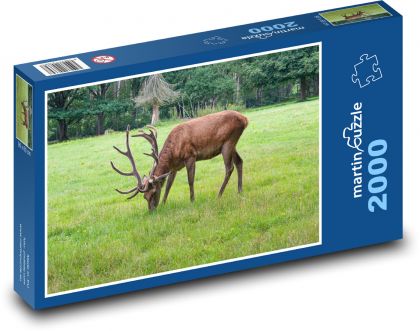 Jeleň - park, lúka - Puzzle 2000 dielikov, rozmer 90x60 cm 