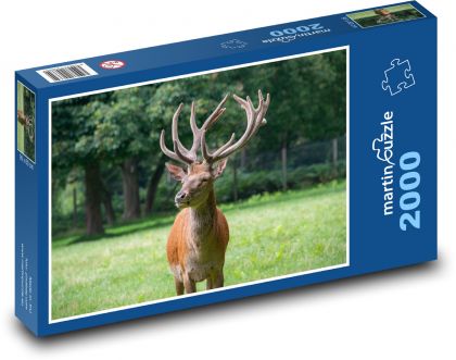 Jelen - zvíře, savec - Puzzle 2000 dílků, rozměr 90x60 cm