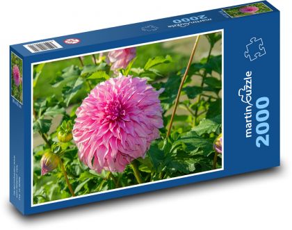 Jiřina - růžový květ, květina - Puzzle 2000 dílků, rozměr 90x60 cm