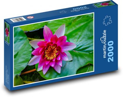 Ružový lekno - vodný kvet, rybník - Puzzle 2000 dielikov, rozmer 90x60 cm 