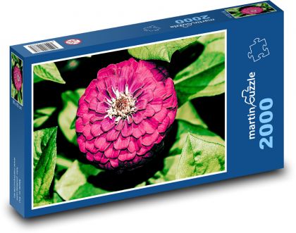 Fialová jiřina - květ, zahrada - Puzzle 2000 dílků, rozměr 90x60 cm