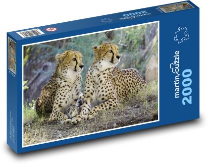 Cheetah - Wildcat, Africa - Puzzle 2000 pieces, size 90x60 cm 