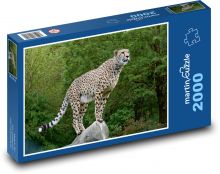 Gepard auf dem Felsen, Afrika Puzzle 2000 Teile - 90 x 60 cm