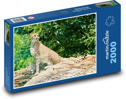 Gepard - zvíře, šelma - Puzzle 2000 dílků, rozměr 90x60 cm