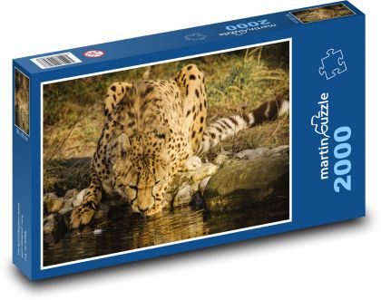 Gepard - zvíře - Puzzle 2000 dílků, rozměr 90x60 cm