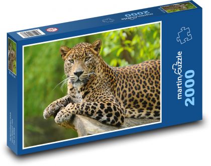 Leopard - cat, animal - Puzzle 2000 pieces, size 90x60 cm 