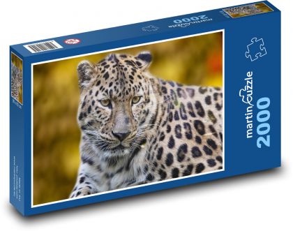Leopard - dravec, zvíře - Puzzle 2000 dílků, rozměr 90x60 cm