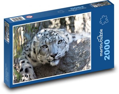Leopard - velká kočka, šelma - Puzzle 2000 dílků, rozměr 90x60 cm