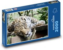 Jaguar - kot, zwierzę Puzzle 2000 elementów - 90x60 cm
