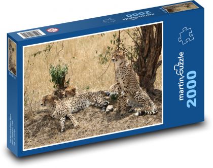 Gepard - savana, Safari - Puzzle 2000 dílků, rozměr 90x60 cm