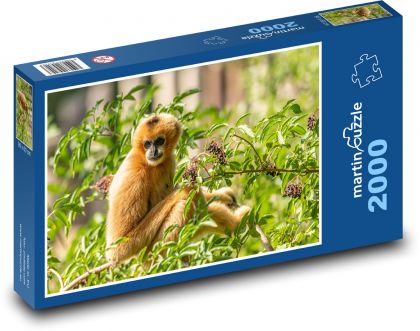 Gibon - opice, zoo - Puzzle 2000 dílků, rozměr 90x60 cm