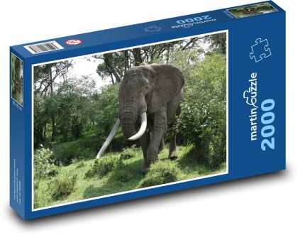 Slon - zvíře, příroda - Puzzle 2000 dílků, rozměr 90x60 cm