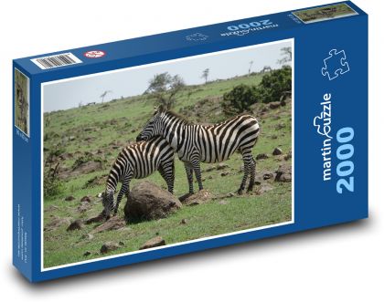 Zebra - Safari, příroda - Puzzle 2000 dílků, rozměr 90x60 cm