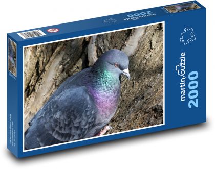 Taube - Vogel, Ornithologie - Puzzle - 2000 Teile