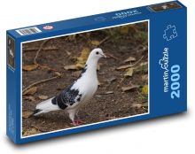 Pigeon - birds, animals Puzzle 2000 pieces - 90 x 60 cm