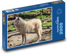 Biely vlk - divoké zviera Puzzle 2000 dielikov - 90 x 60 cm