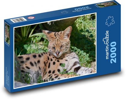 Divá mačka - rys, Afrika - Puzzle 2000 dielikov, rozmer 90x60 cm 