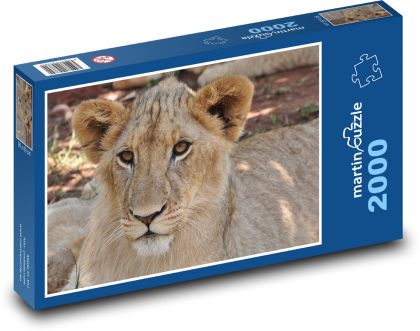 Lioness - wild cat, mammal - Puzzle 2000 pieces, size 90x60 cm 