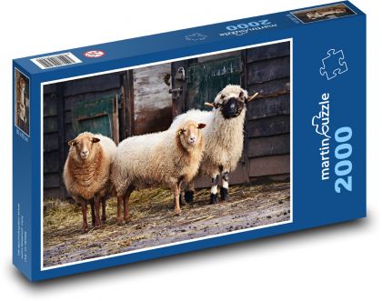 Ovce - savec, přežvýkavec - Puzzle 2000 dílků, rozměr 90x60 cm