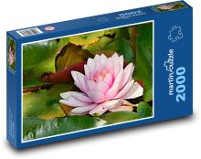 Ružový lekno - vodná rastlina, kvet Puzzle 2000 dielikov - 90 x 60 cm